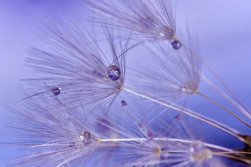 Dandelion with drops