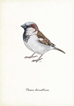 House sparrow