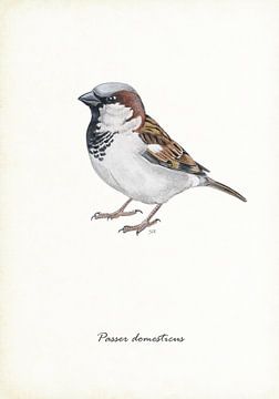 House sparrow by Jasper de Ruiter