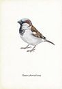 House sparrow by Jasper de Ruiter thumbnail