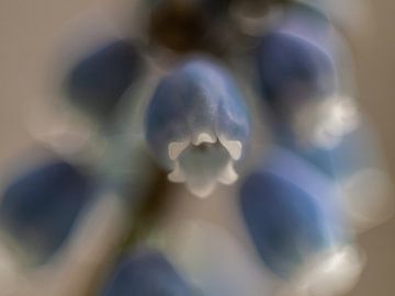 Blue grape by Martijn Wit