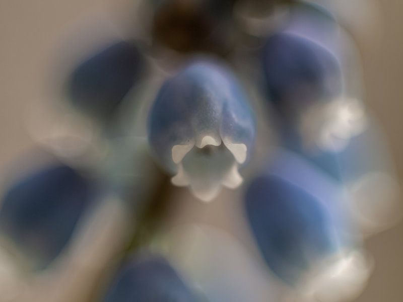 Blaue Traube von Mr White Takes Pictures