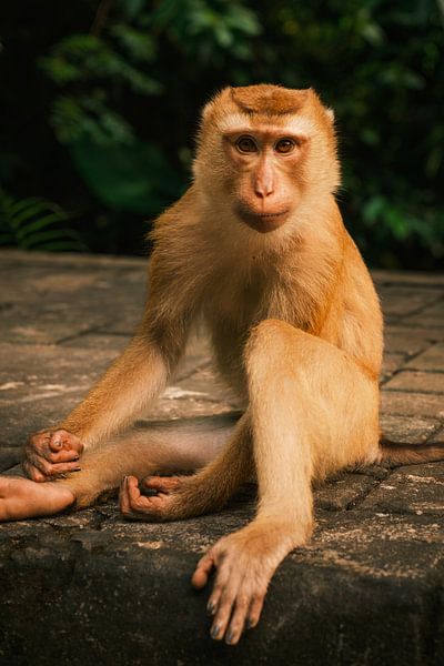 In the light of the forest: macaques sunbathing by NZME Photography