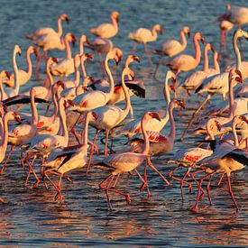 Flamingo's in Namibië tijdens zonsondergang van Bruno Baudry