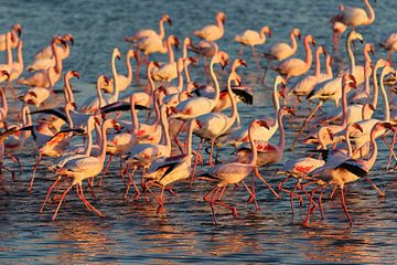 Flamingo's in Namibië tijdens zonsondergang