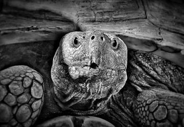 Die Schildkröte von Maickel Dedeken