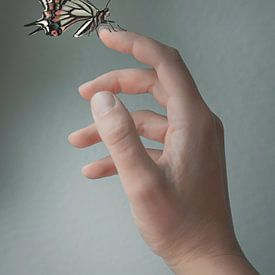 butterfly by José Lugtenberg