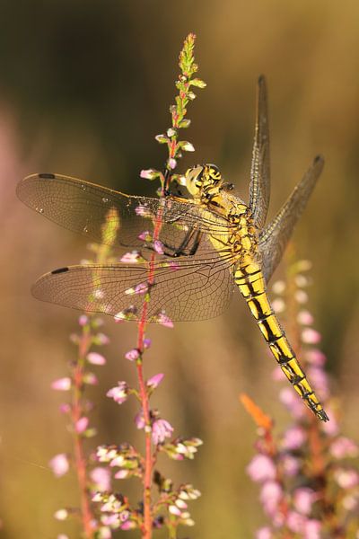 Porträt einer goldenen Libelle.3 von Daniëlle Eibrink Jansen