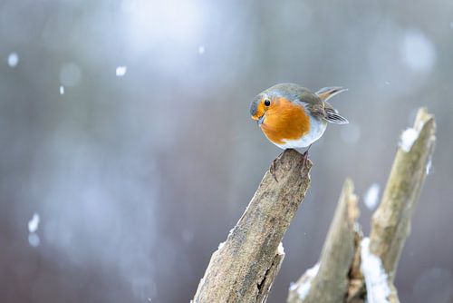 Robin dans la neige sur HylkoPhoto