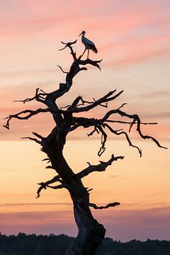 Der Gasterse Baum in Drente mit Storch von Marga Vroom