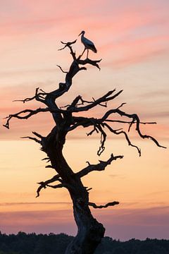 The Gasterse tree in Drente with stork by Marga Vroom