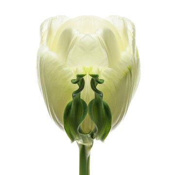 Tulipa9 von Henk Leijen