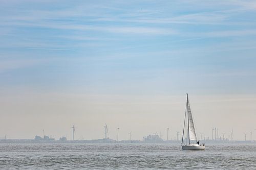 Zeilschip op de Westerschelde