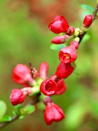 Fleur rouge | Le printemps arrive sur Wil Vervenne