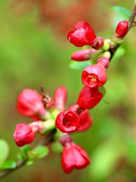 Roder dan Rood | Een tak met jong blad en rode bloesem van Wil Vervenne