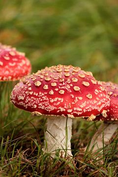 Rode paddenstoelenhoed