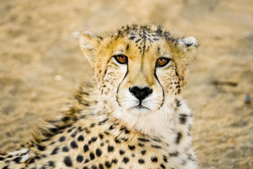 cheetah, eye see you by Leo van Maanen