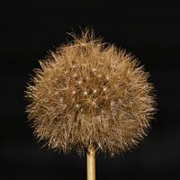 Löwenzahnflaum Löwenzahn Gold