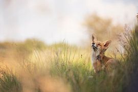 Vos se détend dans la belle réserve naturelle sur mirka koot