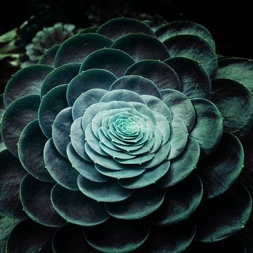 DARKSIDE OF SUCCULENTS V-A van Pia Schneider