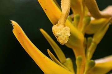 Yellow eyelash palm pitviper, Costa Rica