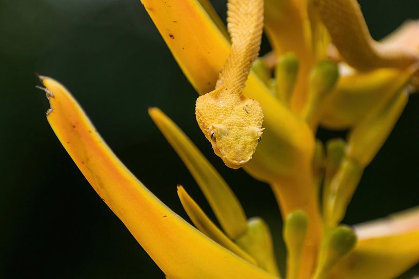 Pitviper palmier à cils jaunes, Costa Rica par Mirjam Welleweerd