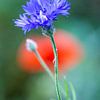 Kornblume von ton vogels