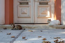 Stiller Beobachter im Garten von Karsten Rahn