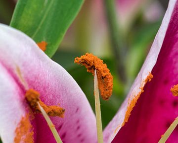 Staubblätter mit Pollen von einer rosa großen Lilie von Jolanda de Jong-Jansen
