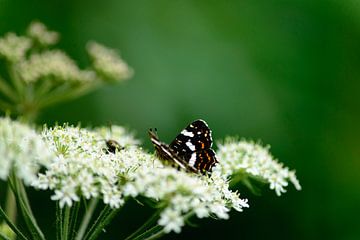 Schmetterling auf Mountain Dew von Annemarie Goudswaard