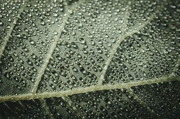 Blatt mit Tautropfen