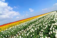 Tulpen in verschillende kleuren in een veld tijdens de lente van Sjoerd van der Wal Fotografie thumbnail