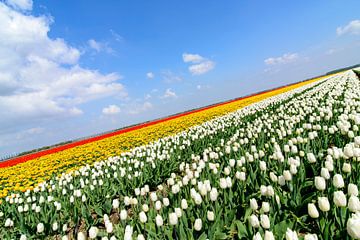 Tulpen in verschillende kleuren in een veld tijdens de lente van Sjoerd van der Wal