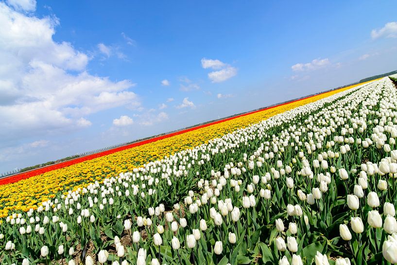 Tulpen in verschillende kleuren in een veld tijdens de lente van Sjoerd van der Wal Fotografie