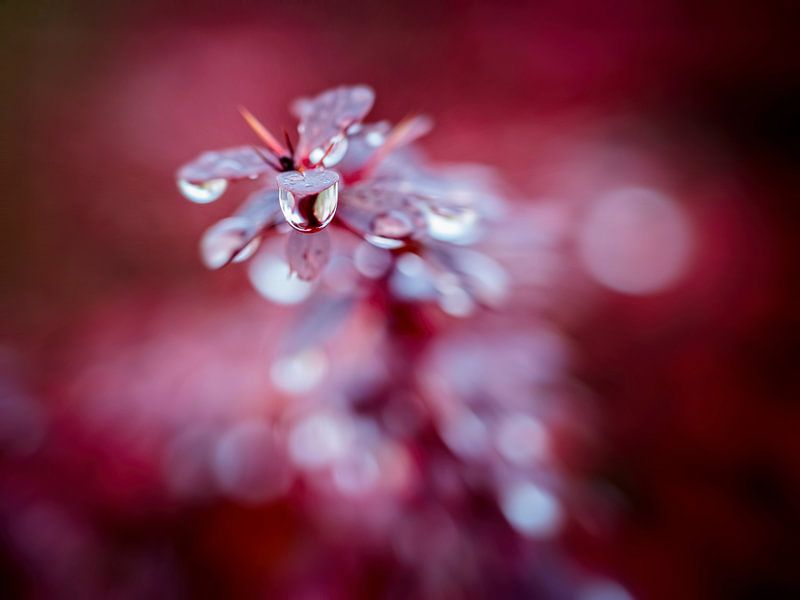 Water drops on Berberis hedge by Rob Boon