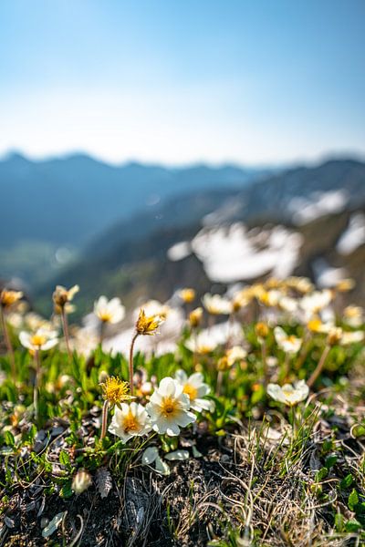 Fleurs dans les Alpes par Leo Schindzielorz