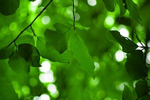 Beech Leaf Canopy