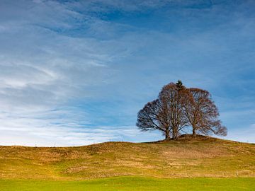 Trees on a hill