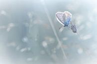 Cela ne se sent pas comme BLUES (Common Blue Butterfly Summer) par Bob Daalder Aperçu