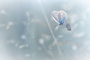 Das sieht nicht wie BLUES fühlen (Hauhechelbläuling Sommer)