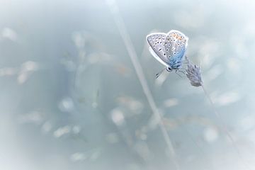 This doesn't feel like BLUES (Common Blue Butterfly Summer) by Bob Daalder
