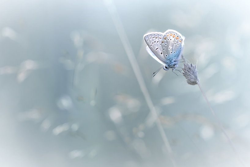 This doesn't feel like BLUES (Icarusblauwtje, vlinder, zomer) van Bob Daalder