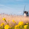Lentemiddag bij Kinderdijk van Zwoele Plaatjes