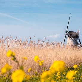 Lentemiddag bij Kinderdijk van Zwoele Plaatjes