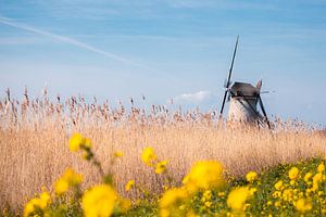 Après-midi de printemps à Kinderdijk