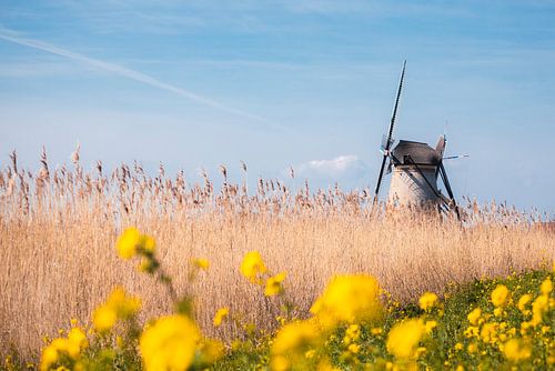 Frühlingsnachmittag in Kinderdijk von Zwoele Plaatjes