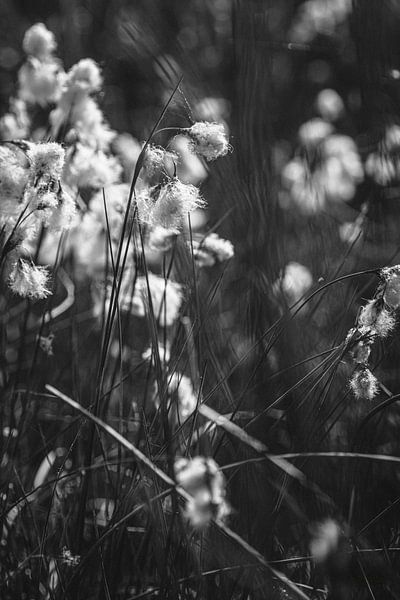 Canneberge par Ingrid Roelofsen