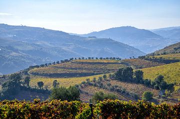 Wijnranken in de Dourovallei van Barbara Brolsma