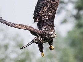 Jeune pygargue à queue blanche d'Amérique sur Loek Lobel