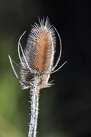 Formen und Farben der Natur von Christian Peters
